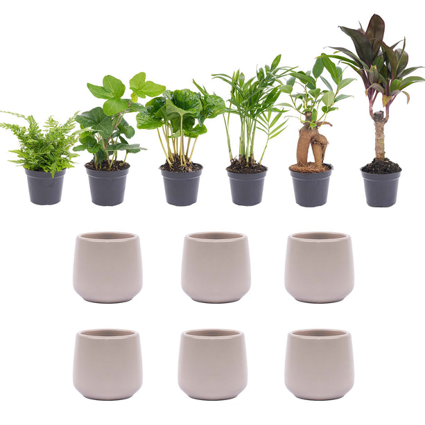 Mini planten set 6 - Inclusief 6x pot Joey grijs mat