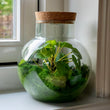 Kunstplanten terrarium met rendiermos- Silk Noah - ↑ 20 cm