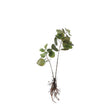 Eucalyptus Kunstplant - L12 x B28 x H64 cm - Groen