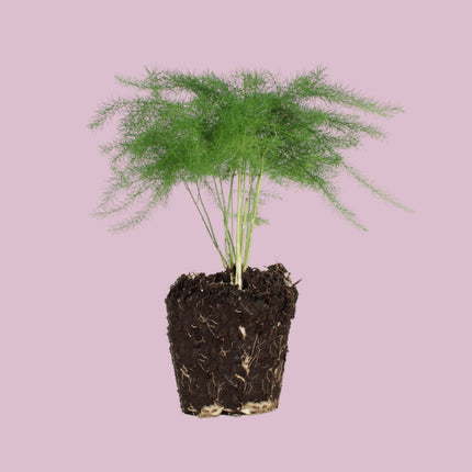 Asparagus Setaceuse Plumosus – Sierasperge - Terrarium plant - Ø 6 cm