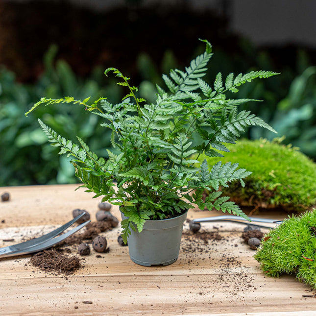Varen - Athyrium spicatum - Terrarium plant - Potmaat 6