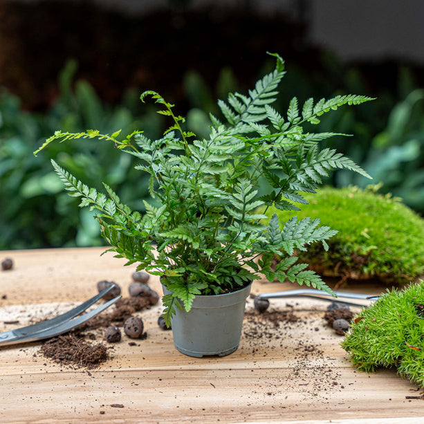 Varen - Athyrium spicatum - Terrarium plant - Potmaat 6