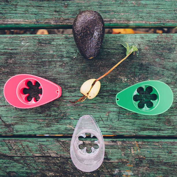 Avocado kit mini - Groei je eigen avocado!