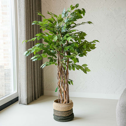 Ficus Deluxe set - 2 stuks - Bundelproduct - Kunstplanten