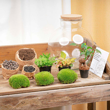 Planten terrarium - Bolder Bob Bonsai - Ecosysteem plant - ↑ 30 cm