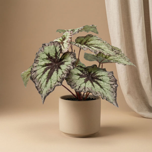 Begonia – Kunstplant in zwarte pot - Voor binnen & buiten – UV-bestendig - 26 cm