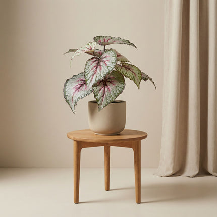 Begonia met grijs-paarse bladeren - Kunstplant in zwarte pot - Voor binnen & buiten - UV-bestendig - 26 cm