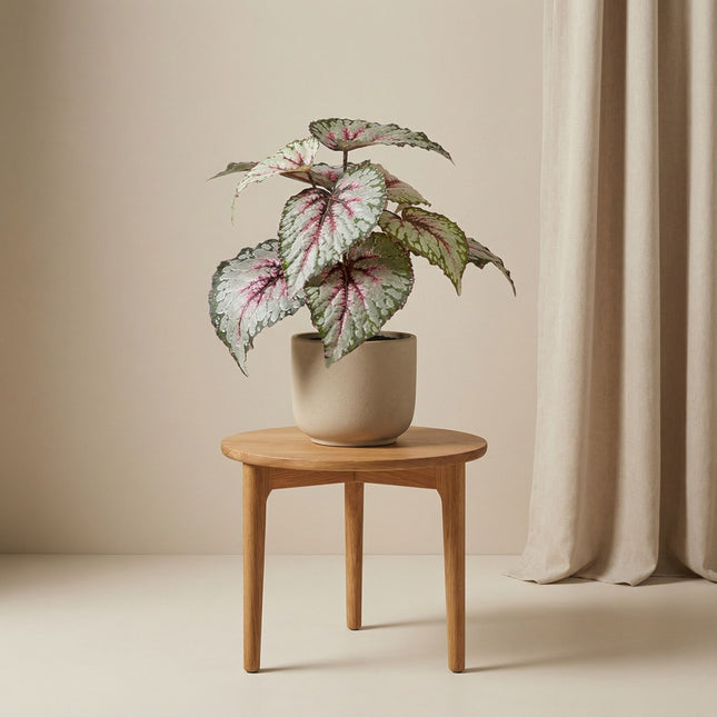 Begonia met grijs-paarse bladeren - Kunstplant in zwarte pot - Voor binnen & buiten - UV-bestendig - 26 cm