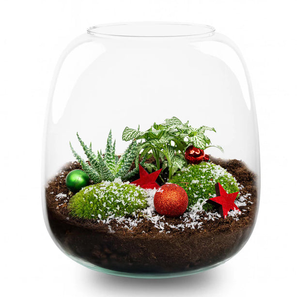 Kerst terrarium 'Berry' - DIY planten terrarium - Ø 19 cm ↑ 20 cm