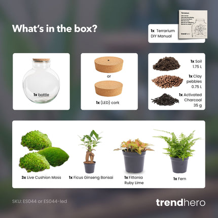 Planten terrarium - DIY kit - Bolder Bob Bonsai - Ecosysteem plant - Ø 31 cm ↑ 30 cm
