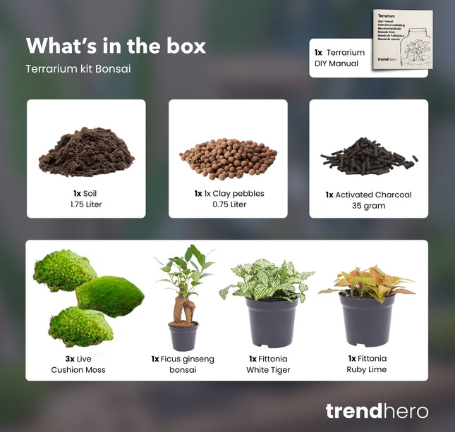 Ficus Ginseng bonsai - Terrarium Start- & navulpakket - 3 terrarium planten - DIY