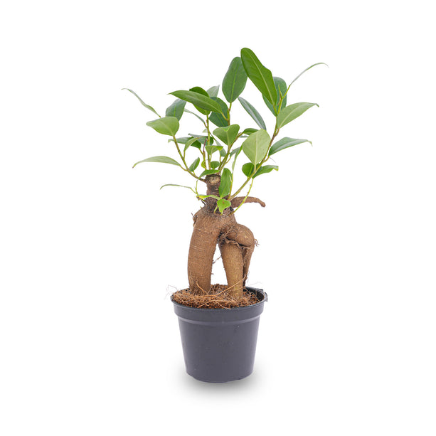 Ficus Ginseng bonsai - Microcarpa - ↑12 - 15 cm - Ø 6 cm