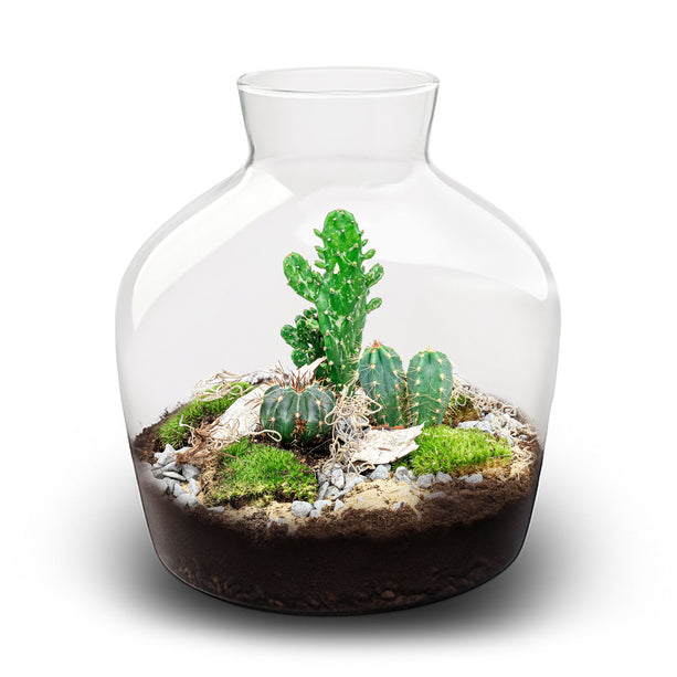 Cactus Terrarium Fat Joe -  Cactus in vaas