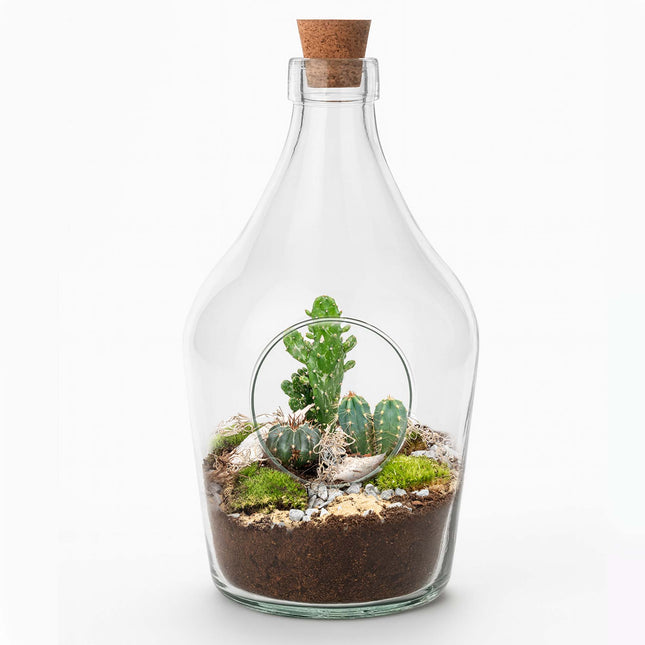 Cactus Terrarium Lennon -  Cactus in open vaas