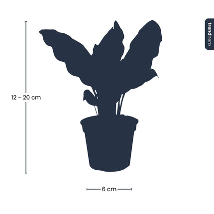 Calathea Lancifolia - Pauwenplant - Terrarium plant - Ø 6 cm