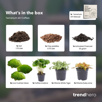 Coffea Arabica- Terrarium Start- & navulpakket - 3 terrarium planten - DIY