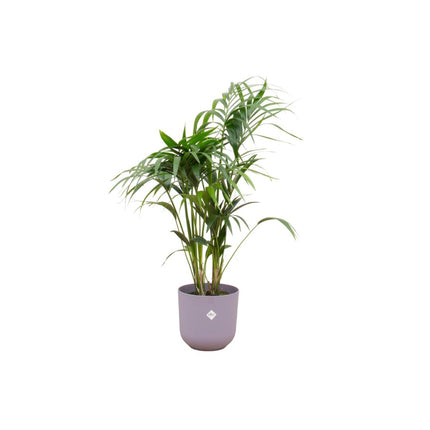 Kentia palm inclusief Elho pot - ↑ 130 cm