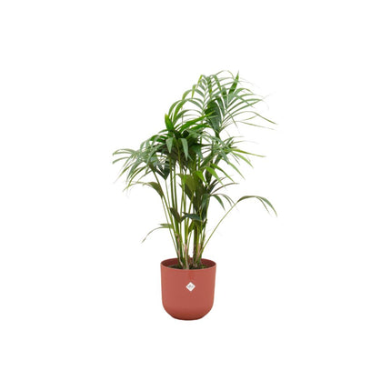 Kentia palm inclusief Elho pot - ↑ 130 cm