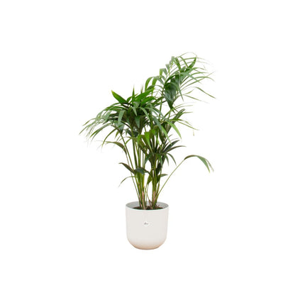 Kentia palm inclusief Elho pot - ↑ 130 cm