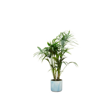 Kentia palm inclusief Elho pot - ↑ 130 cm