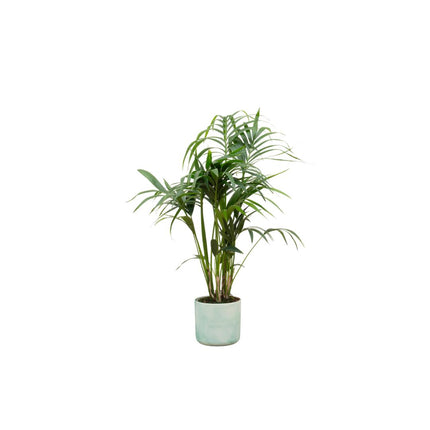 Kentia palm inclusief Elho pot - ↑ 130 cm