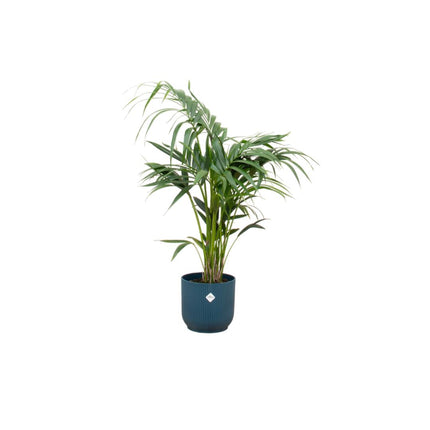 Kentia palm inclusief Elho pot - ↑ 130 cm