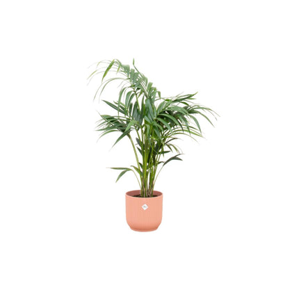 Kentia palm inclusief Elho pot - ↑ 130 cm