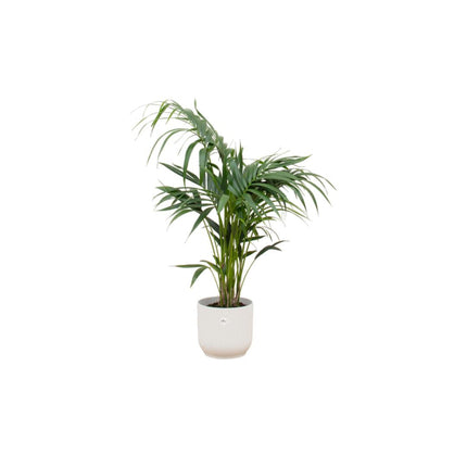 Kentia palm inclusief Elho pot - ↑ 130 cm