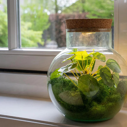 Kunstplanten terrarium met rendiermos- Silk Noah - ↑ 20 cm