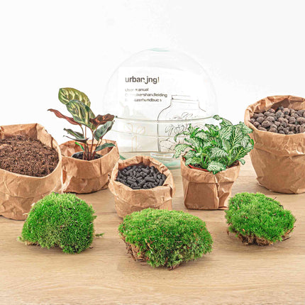 Planten terrarium - DIY - Dome - Ecosysteem plant - ↑ 20 cm