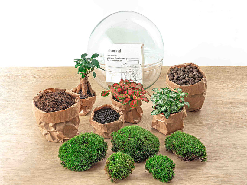 Planten terrarium - DIY - Dome XL - Ficus Ginseng Bonsai - Ecosysteem plant - ↑ 30 cm