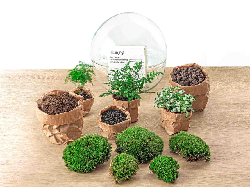 Planten terrarium - DIY - Dome XL - Ecosysteem plant - ↑ 30 cm