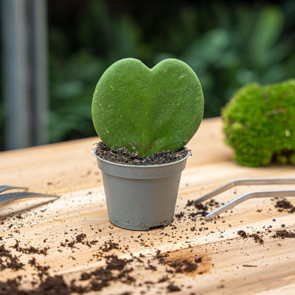 Hoya Kerrii - Hartjesplant - ↑ 10 cm - ⌀ 6 cm