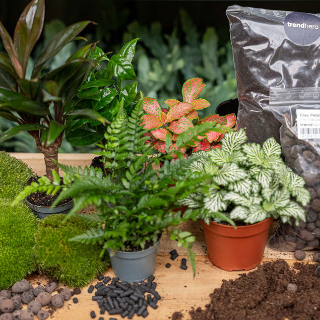 Jungle 5 - Terrarium Start- & navulpakket - 3 terrarium planten - DIY
