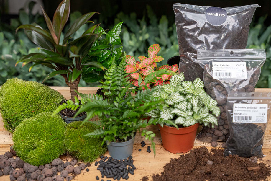 Jungle 5 - Terrarium Start- & navulpakket - 3 terrarium planten - DIY