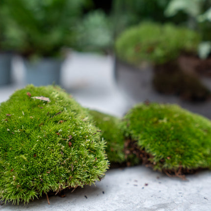 Sam XL Green - DIY Planten terrarium - Terrarium verlichting - Ecosysteem plant - ↑ 32 cm