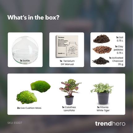 Planten terrarium - DIY kit - Dome - Ecosysteem plant - Ø 20 cm ↑ 20 cm