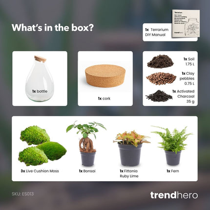 Drop XL Bonsai 'Rood' - DIY Planten terrarium - Ecosysteem plant - Ø 24 cm ↑ 37 cm