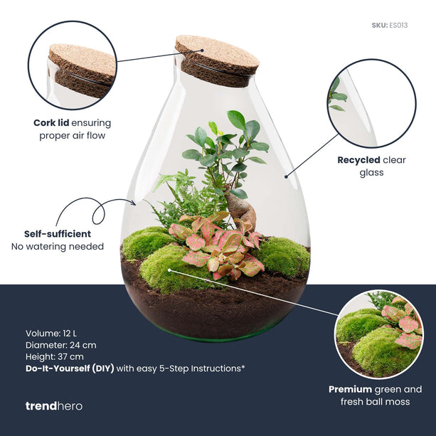 Drop XL Bonsai 'Rood' - DIY Planten terrarium - Ecosysteem plant - Ø 24 cm ↑ 37 cm
