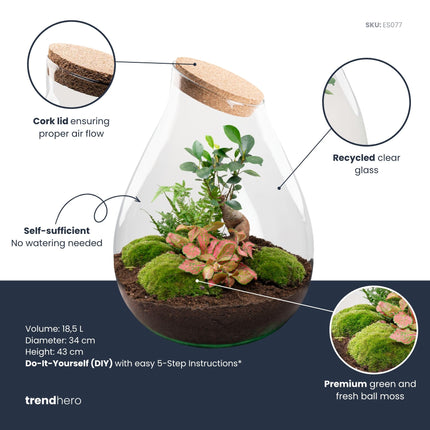 Drop XXL Bonsai - DIY Planten terrarium - Ecosysteem plant - Ø 34 cm ↑ 43 cm