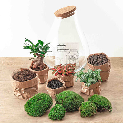 Planten terrarium - Drop XXL Bonsai - Ecosysteem plant - ↑ 43 cm