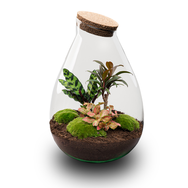 Drop XL Palm - DIY Planten terrarium - Ecosysteem plant - Ø 24 cm ↑ 37 cm