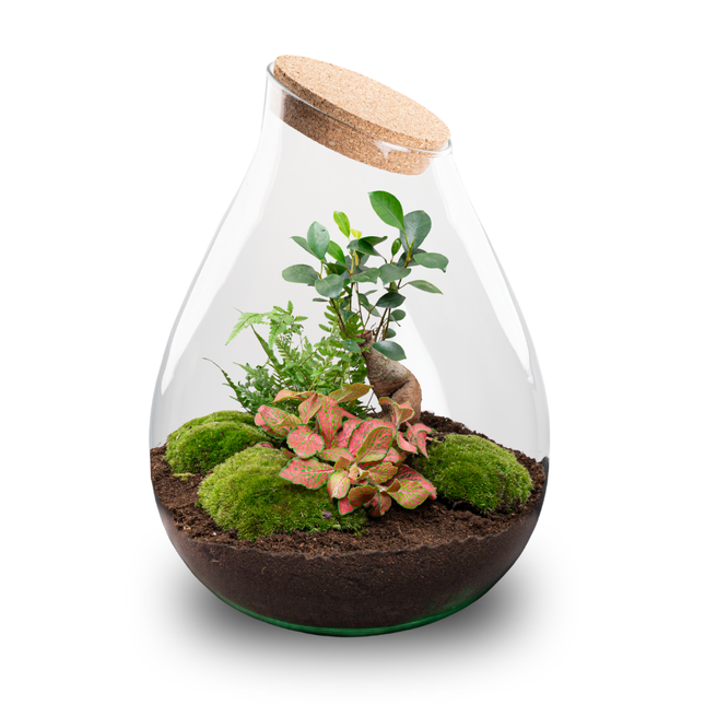 Drop XXL Bonsai - DIY Planten terrarium - Ecosysteem plant - Ø 34 cm ↑ 43 cm
