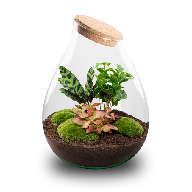 Drop XXL Rood - DIY Planten terrarium - Ecosysteem plant - Ø 34 cm ↑ 43 cm