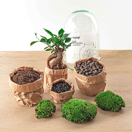 Planten terrarium - DIY - Egg XL Bonsai - Ecosysteem plant - ↑ 30 cm