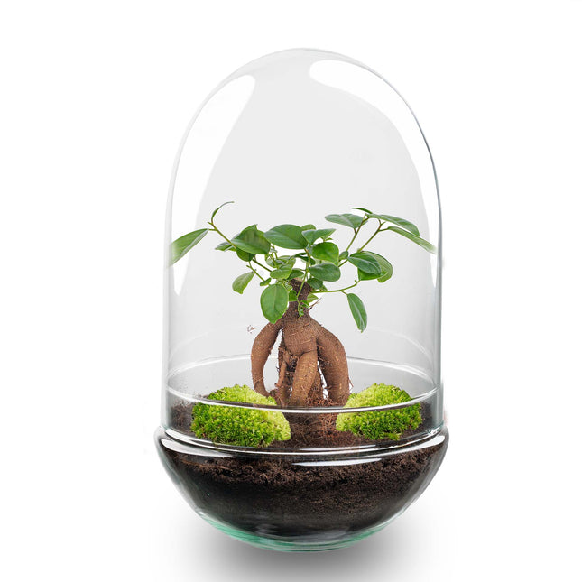 Egg XL Bonsai - DIY Planten terrarium - Tweedelig bolglas - Ø 17,5 cm ↑ 30 cm