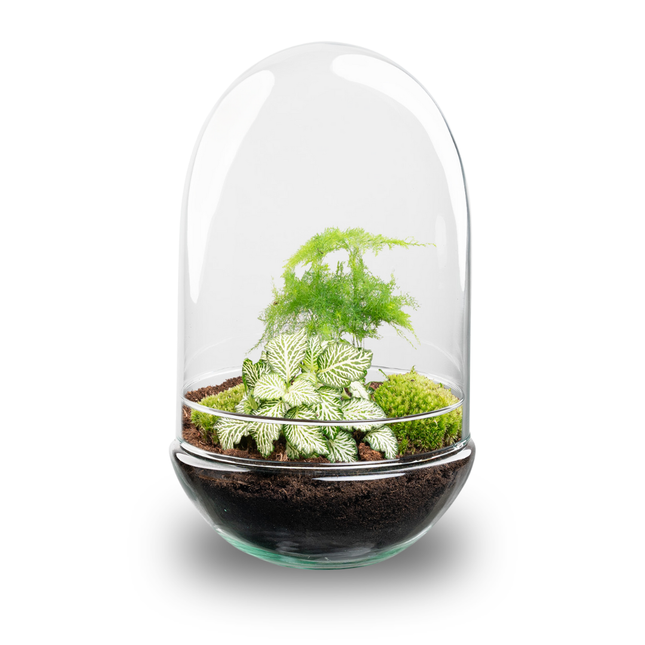 Egg XL - DIY Planten terrarium - Tweedelig bolglas - Ø 17,5 cm ↑ 30 cm