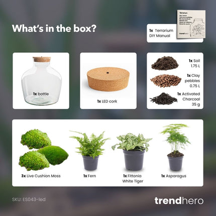 Fat Joe Green - DIY Planten terrarium -  Ecosysteem plant - Ø 29 cm ↑ 30 cm
