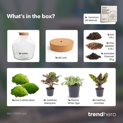 Fat Joe - DIY Planten terrarium -  Ecosysteem plant - Ø 29 cm ↑ 30 cm