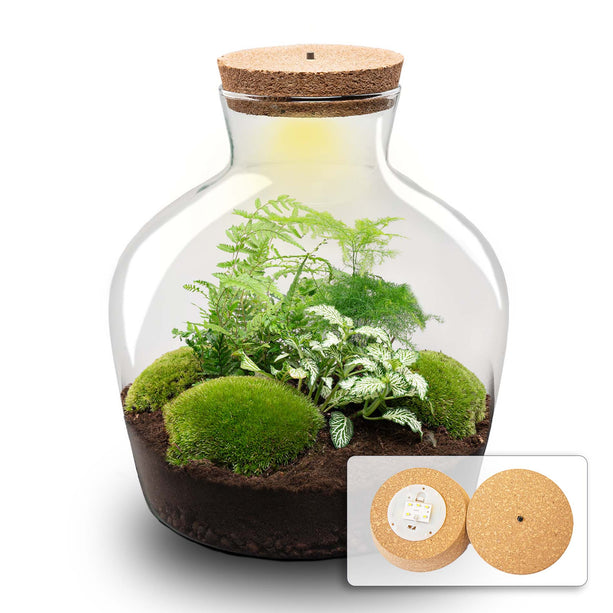 Fat Joe Green - DIY Planten terrarium -  Ecosysteem plant - Ø 29 cm ↑ 30 cm